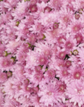 Pretty Pink