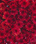 Granata Red