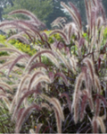 Purple Grass