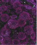 Adiva Purple
